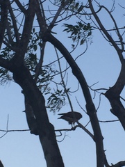 Buteo jamaicensis