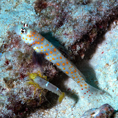 Amblyeleotris guttata