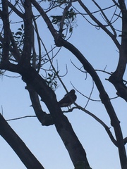 Buteo jamaicensis