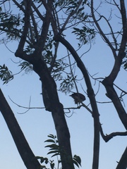 Buteo jamaicensis