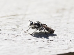 Laphria cinerea
