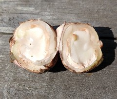 Geastrum fuscoglebum