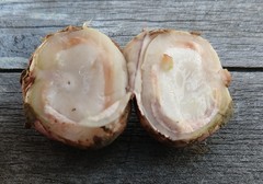 Geastrum fuscoglebum