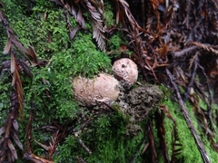 Geastrum fuscoglebum