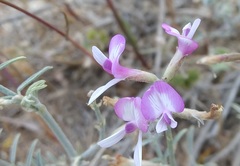 Astragalus hyrcanus