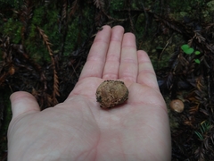 Geastrum fuscoglebum
