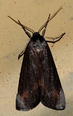 Chlenias seminigra