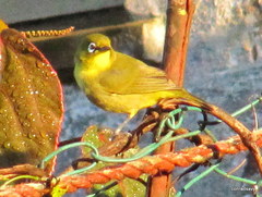 Zosterops virens virens