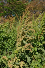 Rumex patientia orientalis