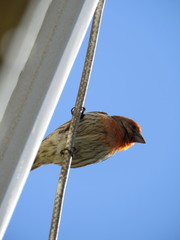 Haemorhous mexicanus