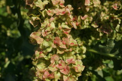 Rumex patientia orientalis