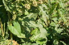 Rumex patientia orientalis