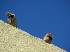 Haemorhous mexicanus