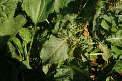 Rumex patientia orientalis