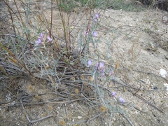 Astragalus hyrcanus