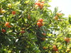 Chinese Bayberry - Photo (c) johnallcock, some rights reserved (CC BY-NC), uploaded by johnallcock
