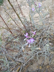 Astragalus hyrcanus