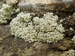 Lecanora phryganitis