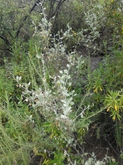 Malacothamnus gracilis