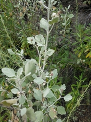 Malacothamnus gracilis