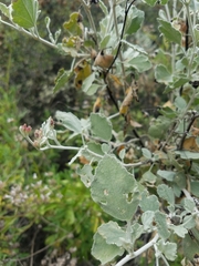 Malacothamnus gracilis