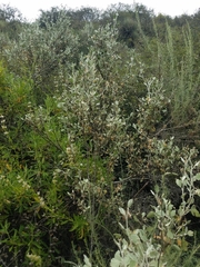 Malacothamnus gracilis