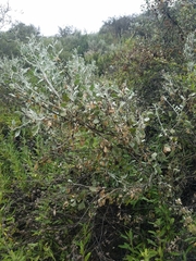 Malacothamnus gracilis