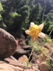 Aquilegia chrysantha