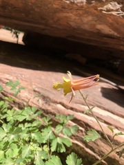 Aquilegia chrysantha