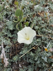 Calystegia subacaulis episcopalis