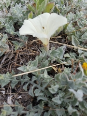 Calystegia subacaulis episcopalis
