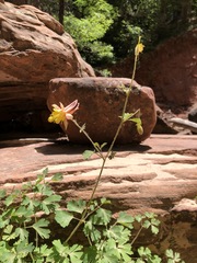 Aquilegia chrysantha