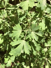 Aquilegia chrysantha