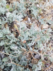 Calystegia subacaulis episcopalis