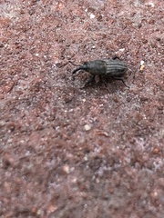 Sphenophorus parvulus