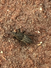 Sphenophorus parvulus