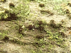 Pseudospiropes simplex