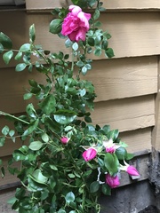 Rosa