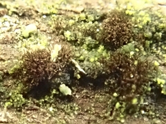 Pseudospiropes simplex