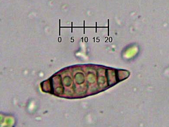 Pseudospiropes simplex