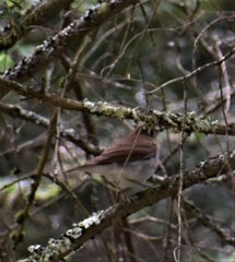 Catharus fuscescens