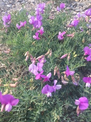 Lathyrus brachycalyx