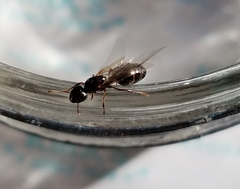 Tetramorium immigrans
