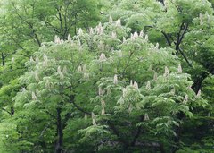 Aesculus turbinata