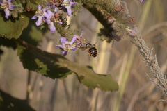 Xylocopa tabaniformis azteca