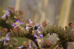 Xylocopa tabaniformis azteca