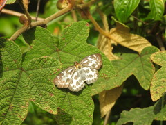 Abraximorpha davidii