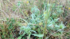 Eryngium aristulatum