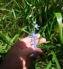 Delphinium carolinianum