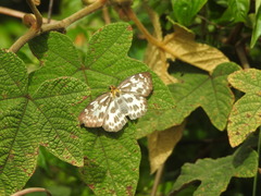 Abraximorpha davidii